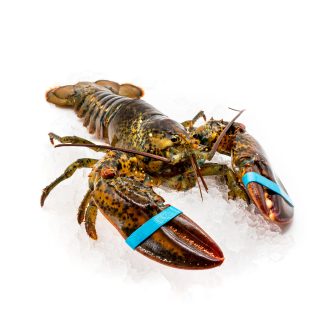 Bogavante Canadiense